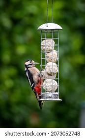 A Dendrocopos Major Eating Suet From A Garden Bird Feeder