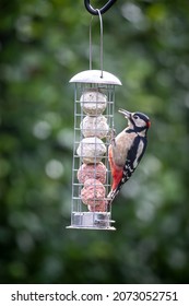 A Dendrocopos Major Eating Suet From A Garden Bird Feeder