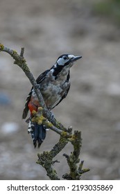Dendrocopos Major Or Great Spotted Woodpecker, Is A Piciform Bird Of The Picidae Family.