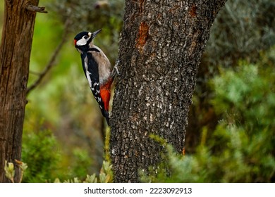 Dendrocopos major or great spotted woodpecker, is a species of piciform bird in the Picidae family.