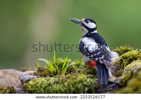 Dendrocopos major, Great spotted woodpecker . Great spotted woodpecker  on branch with moss. Wildlife. 