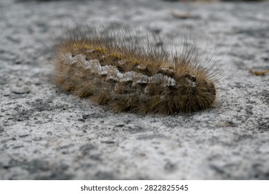 dendrolimus pini or pine tree lappet moth caterpillar                               