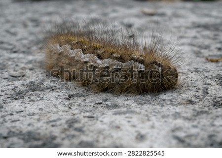 dendrolimus pini or pine tree lappet moth caterpillar                               