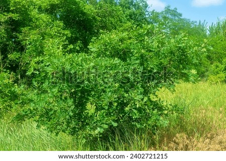 Dendrology, arboriculture. Young English oak (Quercus pedunculata) in the deciduous forest belt, dry steppe zone, afforestation. Northern Black Sea Region