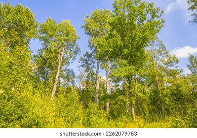 Dendrology. European deciduous forests. Wood-meadow (parklike country). Old aspen grove, aspen wood. European aspen, Dutch beech (Populus tremula), Green World - Shutterstock ID 2262079783
