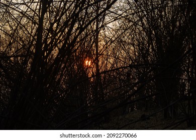 Dendrology. A frequent grid of branches (copious branching overstocking) and dry leaves. Winter rest period (dormancy) - the period of growth stoppage. State of uncertainty concept, setting sun - Shutterstock ID 2092270066