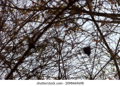 Dendrology. A frequent grid of branches (copious branching overstocking) and dry leaves. Winter rest period (dormancy) - the period of growth stoppage. State of uncertainty concept - Shutterstock ID 2098469698