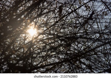 Dendrology. A frequent grid of branches (copious branching overstocking) and dry leaves. Winter rest period (dormancy) - the period of growth stoppage. State of uncertainty concept. End October sun - Shutterstock ID 2110762883