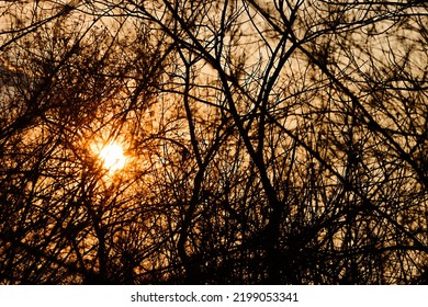 Dendrology. A frequent grid of branches (copious branching overstocking) and dry leaves. Winter rest period (dormancy) - the period of growth stoppage. State of uncertainty concept. End October sun - Shutterstock ID 2199053341