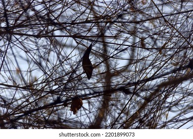 Dendrology. A frequent grid of branches (copious branching overstocking) and dry leaves. Winter rest period (dormancy) - the period of growth stoppage. State of uncertainty concept - Shutterstock ID 2201899073