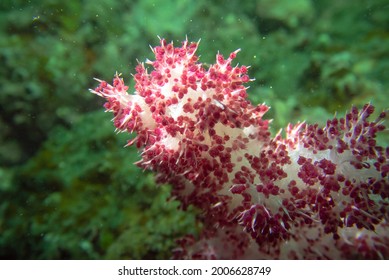 Dendronephthya gigantea (赤穗軟珊瑚), a type of soft coral, taken in Hong Kong water