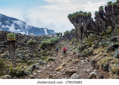 Dendrosenecio (Giant groundsel) on the way to Mt.Kilimanjaro