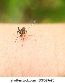 Dengue Fever Is A Mosquito Borne Disease