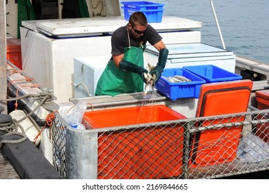 DENHAM, WA - APR 26 2022:Australian Fisherman Unloading Seafood Catch. The Australia Fishing Industry Is Important Sector That Contributed $25,000 Million To Australia's GDP In 2008.