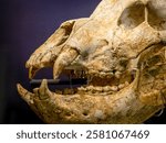 Deninger female bear skull, Ursus deningeri, 300,000 BC, Santa Isabel de Ranero, Karrantza, Arkeologi Museoa, museo aqueologico, Bilbao, Bizkaia,  Pais Vasco, Spain