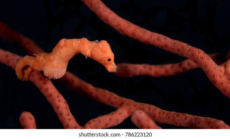 Denise Pygmy Seahorse Clings To Sea Fan While Eating Shrimp