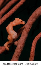 Denise Pygmy Seahorse Clings To Sea Fan While Eating Shrimp