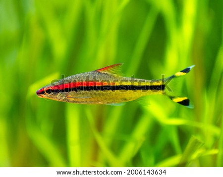 Denison barb (Sahyadria denisonii) swimming on a fish tank with blurred background