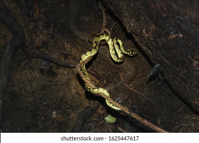 Deniyaya, Sri Lanka: The Green Pit Viper Waiting To Strike Ite Prey