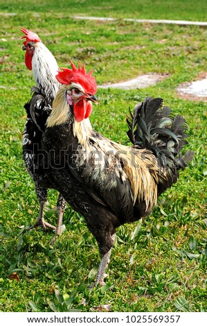 Similar – Image, Stock Photo Young cock on meadow