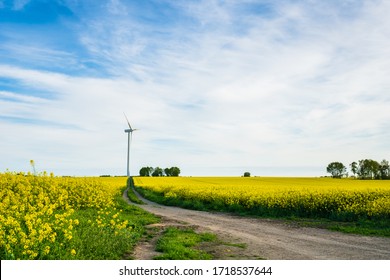 Denmark Countryside Landscape In Spring With Flower Field And Wind Power Turbine