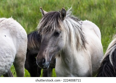 Denmark, Summer 2022, Lille Vildmose Wild Reserve