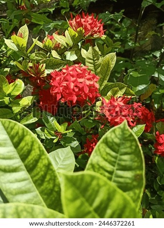denpasar 6 april 2024. red ashoka flowers in full bloom. Ashoka flowers really like hot weather. Ashoka flowers consist of small florets clustered together. one small star-shaped ashoka flower.