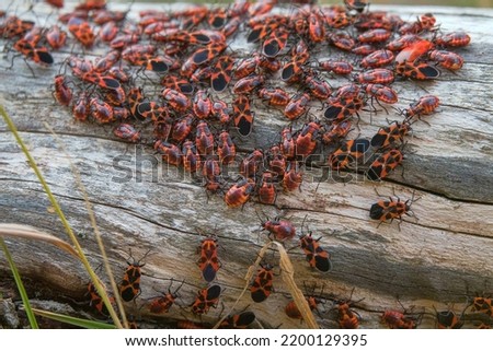 Dense accumulation of insects on tree trunk. Firebug (Pyrrhocoris apterus) larvae and imago, September gathering social behavior. - These insects take care of young like childcare facilities