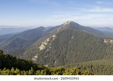 Dense alpine vegetation with mountain backdrop under soft sky. Perfect for eco-tourism, adventure branding, and outdoor campaigns.