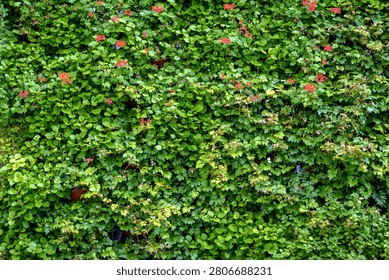 A dense array of living plants creates a vivid green surface with diverse foliage.