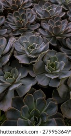 A dense background pattern of beautiful gray-green Echeveria succulents filling the entire frame.