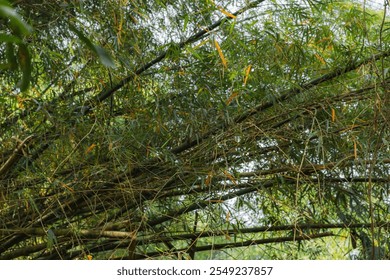 Dense Bamboo Forest Canopy: Natural Green Foliage Pattern in Tropical Garden - Powered by Shutterstock