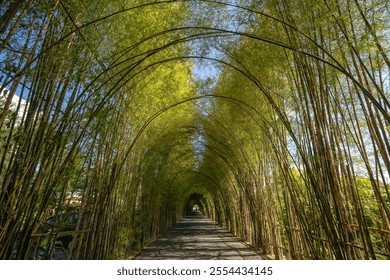 a dense bamboo walkway tunnel - Powered by Shutterstock