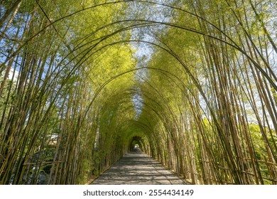 a dense bamboo walkway tunnel - Powered by Shutterstock