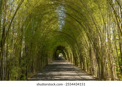 a dense bamboo walkway tunnel - Powered by Shutterstock