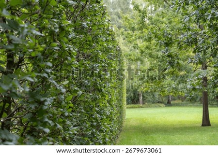Dense beech hedge Fagus sylvatica borders a green park. Trees and grass complete the lush scene.