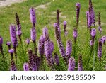 Dense blazing star or Liatris spicata also known as Prairie gay feather, Button snakewort