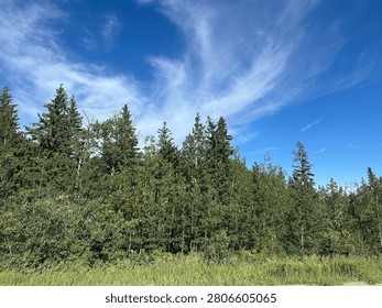 Dense boreal forest trees in Alberta wilderness landscape