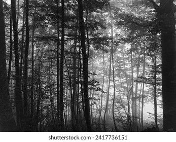 Dense branches in black and white. Image of woods and dense forest with a dark and mysterious emotionality - Powered by Shutterstock