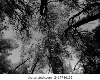 Dense branches in black and white. Image of woods and dense forest with a dark and mysterious emotionality - Powered by Shutterstock