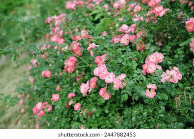 Dense bushes of blooming pink roses in the garden. - Powered by Shutterstock