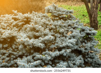 A dense, bushy juniper plant with blue-green needle-like leaves in a garden. Perfect for nature, gardening, and outdoor themes - Powered by Shutterstock