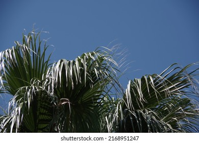 Dense California Fan Palm Leaves Under Blue Sky