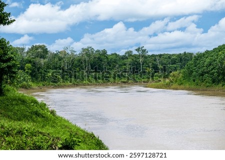 Dense Canopy of the Amazon Rainforest on the Banks of the Envira River, Acre, Brazil