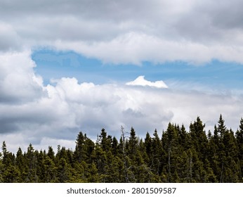 A dense canopy of coniferous pine trees stands beneath a sweeping sky filled with thick white and gray clouds. A striking band of clear blue sky cuts through the center, creating a beautiful natural contrast.