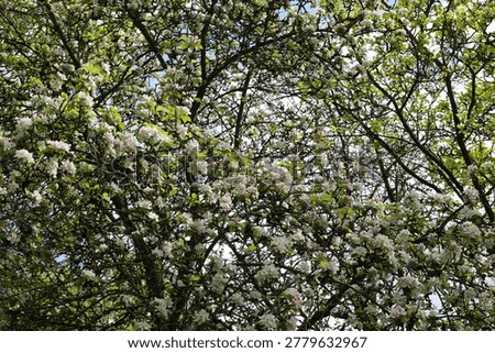A Dense Canopy Of Deciduous Tree Branches Fills The Entirety Of The Frame. The Structure Is Composed Of Interlocking Dark Brown And Grey Wood Limbs Of Various Thicknesses.