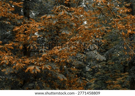 Dense canopy of trees showcasing a dramatic transition of leaves from green to warm brown tones in the fall season