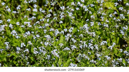A dense carpet of tiny blue forget-me-not blossoms creates a vibrant natural tapestry against a backdrop of verdant foliage