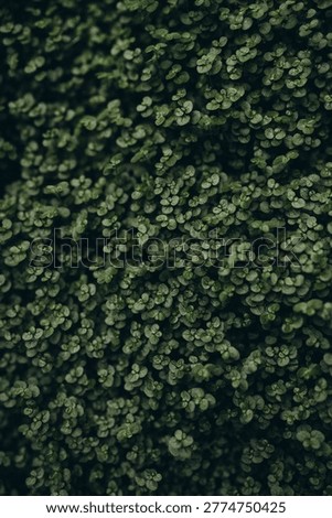 Dense carpet of tiny green leaves forming a natural textured background, captured in soft light with shallow depth of field