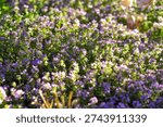 A dense carpet of tiny purple thyme flowers bathed in warm sunlight, creating a serene natural landscape